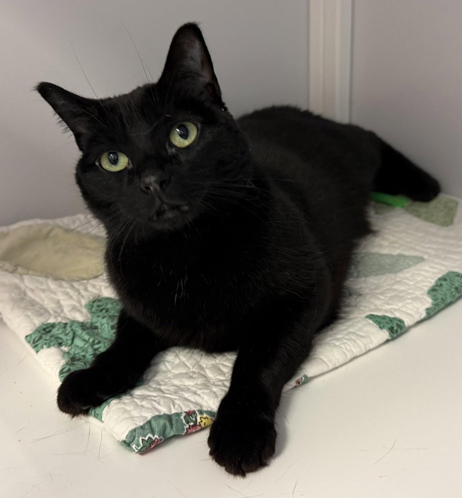 Zayan (Puerto Rico), a Adoptable Domestic Short Hair in Alexandria, VA image 3/3