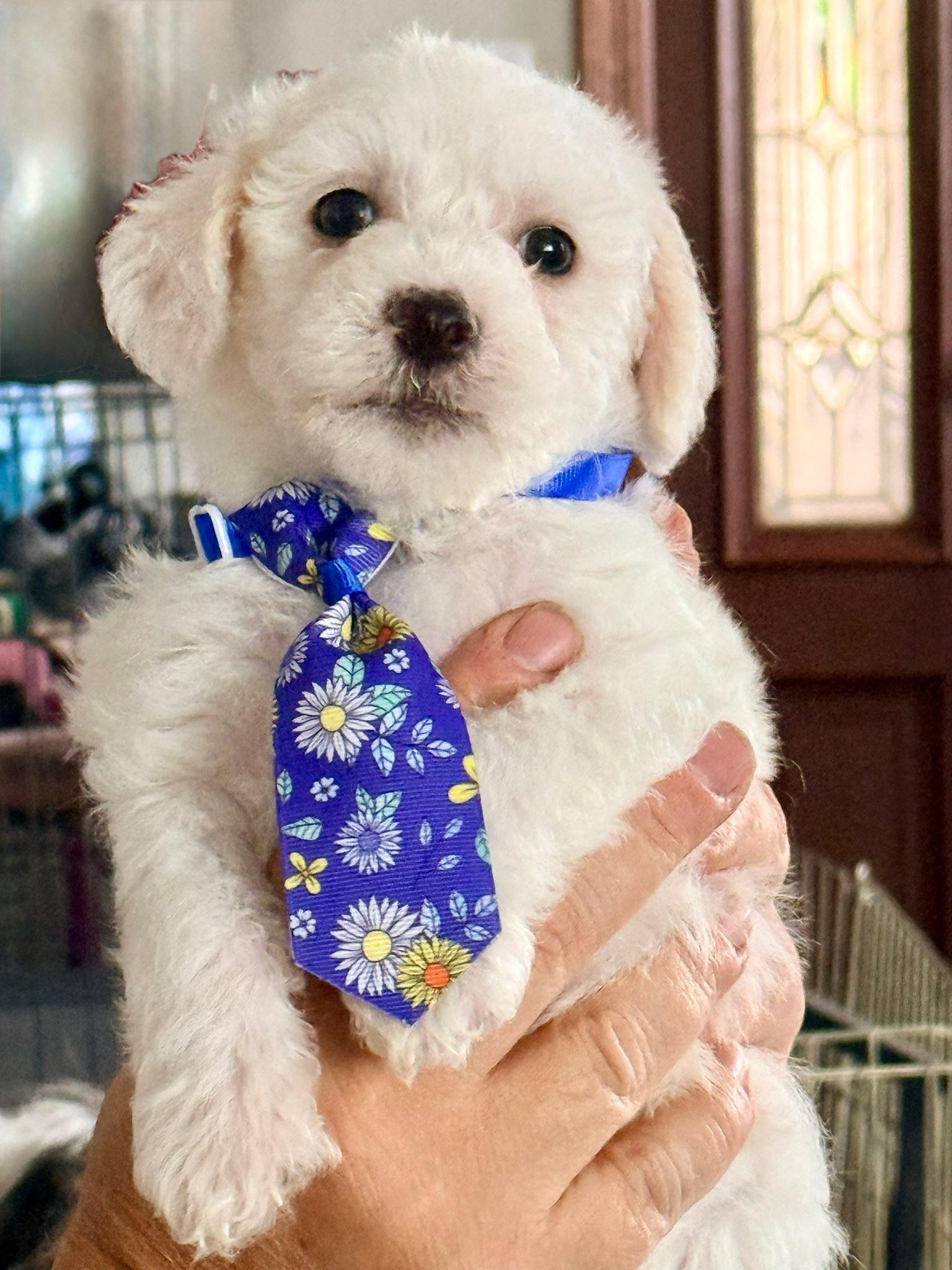Mini Muffin, Adopted, Young Male Shih Tzu & Chihuahua.