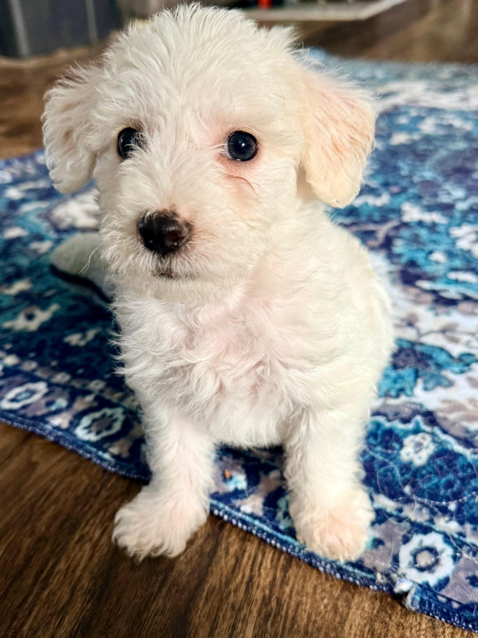 Enlarge Mini Muffin, a Adopted mixed breed in West Richland, WA image 2/6