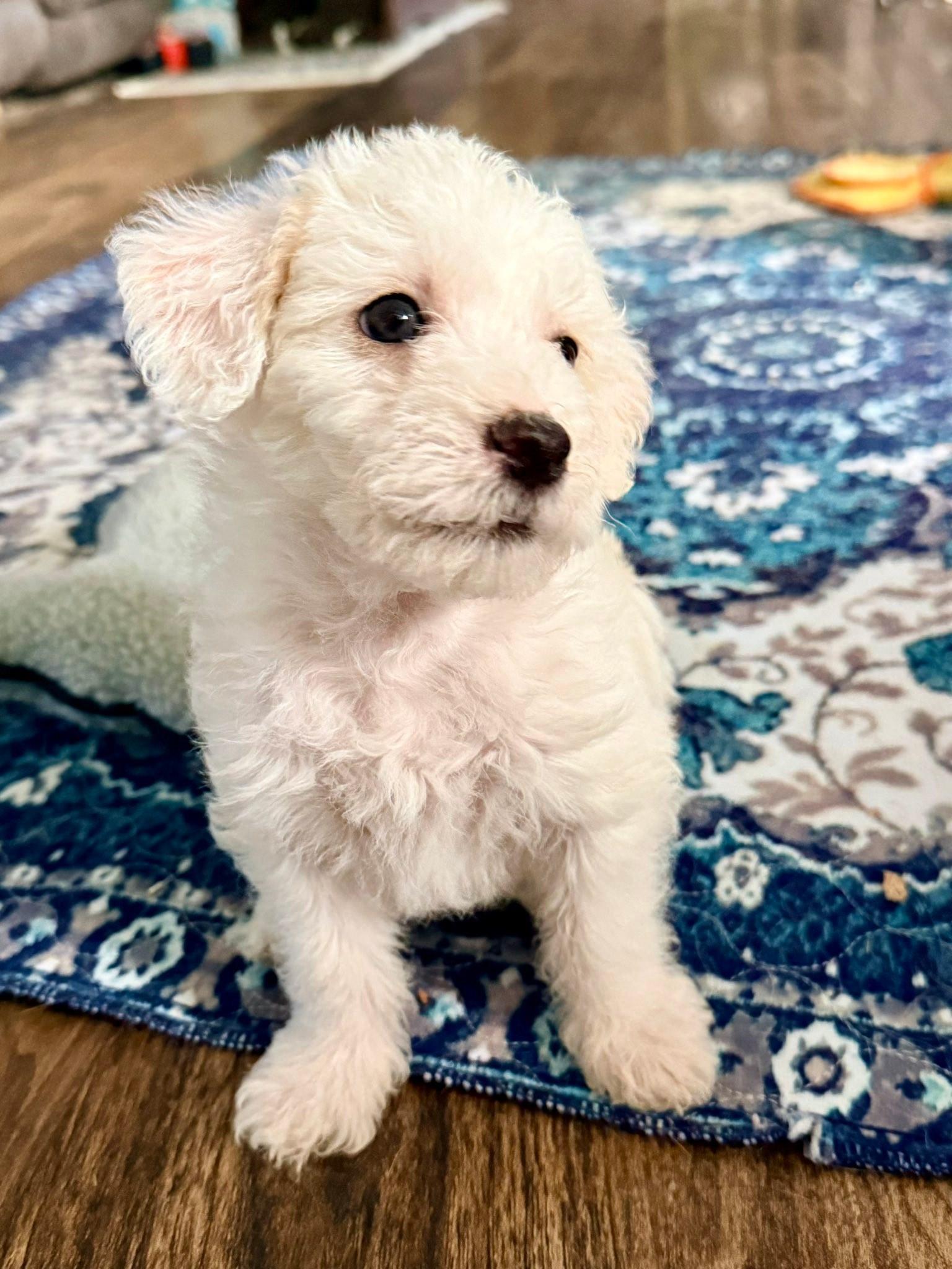 Enlarge Mini Muffin, a Adopted mixed breed in West Richland, WA image 3/6