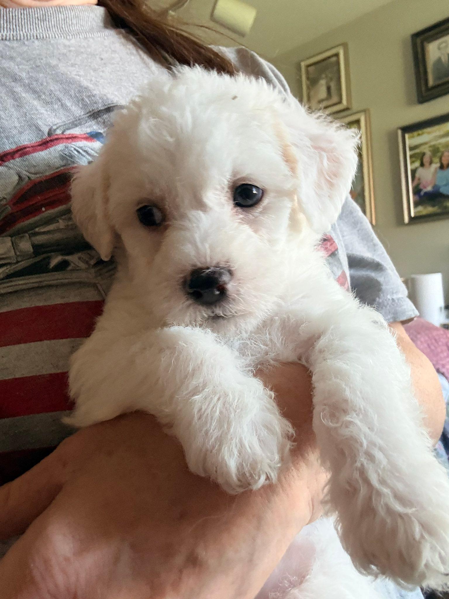 Enlarge Mini Muffin, a Adopted mixed breed in West Richland, WA image 4/6