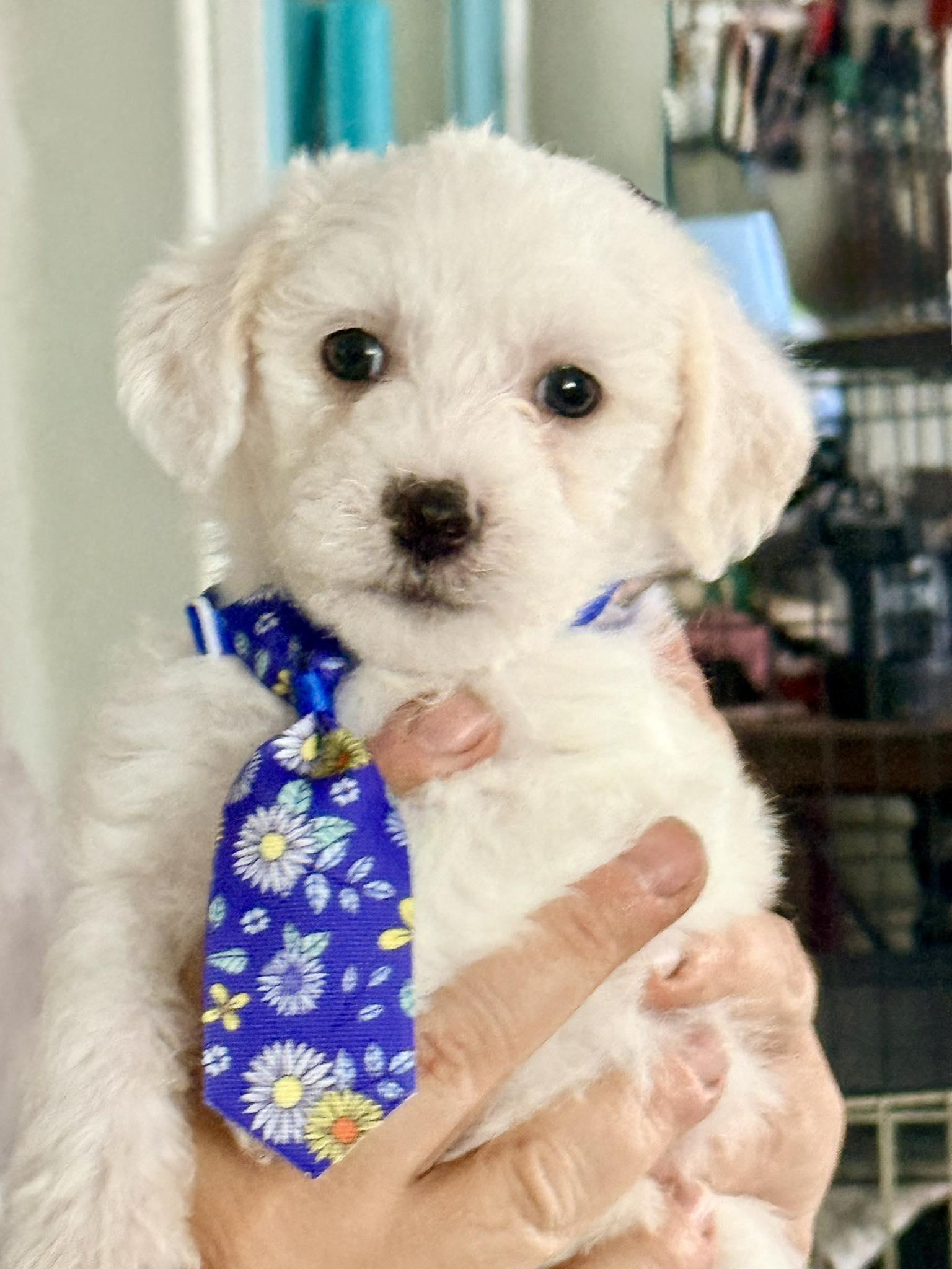 Enlarge Mini Muffin, a Adopted mixed breed in West Richland, WA image 5/6