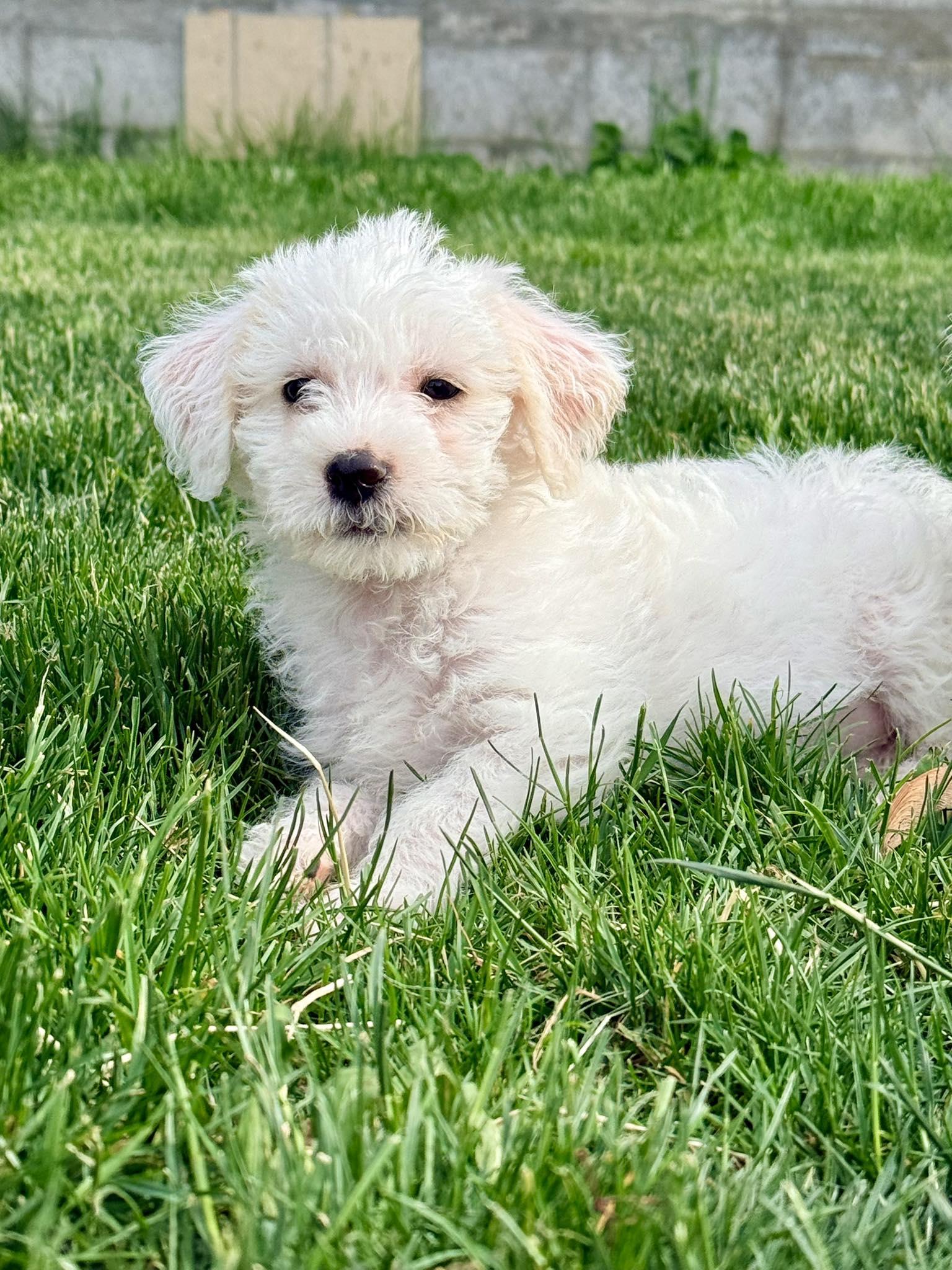 Enlarge Mini Muffin, a Adopted mixed breed in West Richland, WA image 6/6