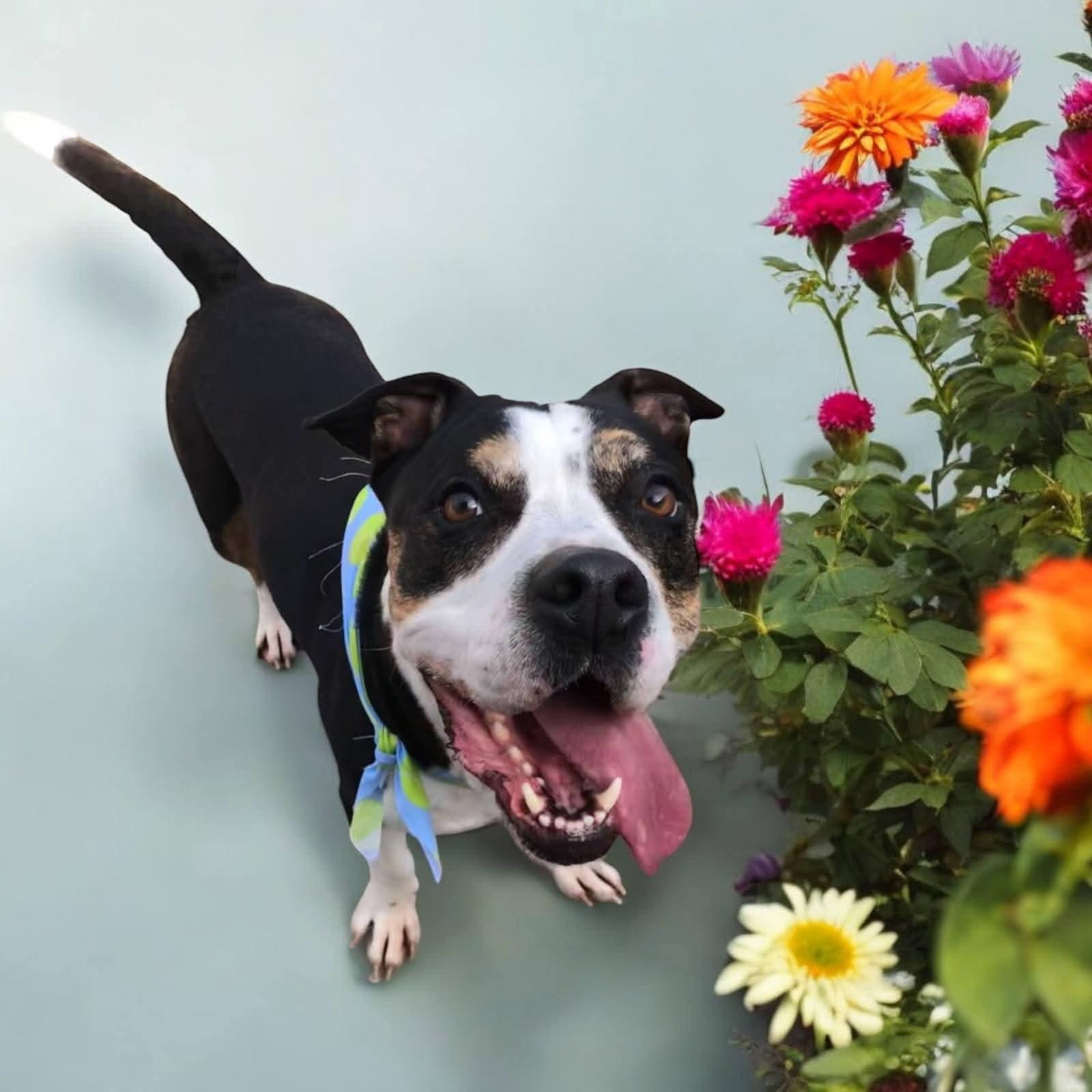 Enlarge Coco, an adopted mixed breed in Nashville, TN image 1/1