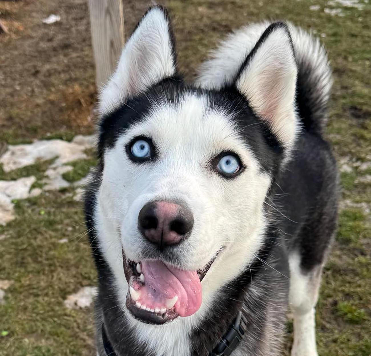 Enlarge Nanook, an adopted Husky in Euclid, OH image 1/2