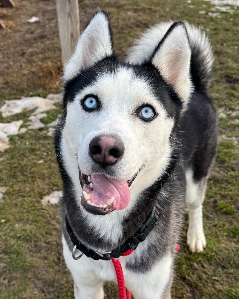 Enlarge Nanook, an adopted Husky in Euclid, OH image 2/2