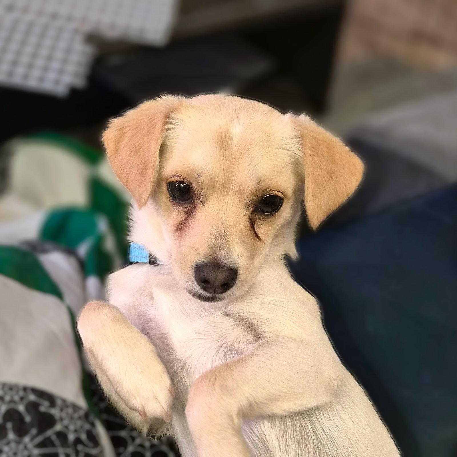 Trumpet, Adopted, Adult Male Chihuahua.
