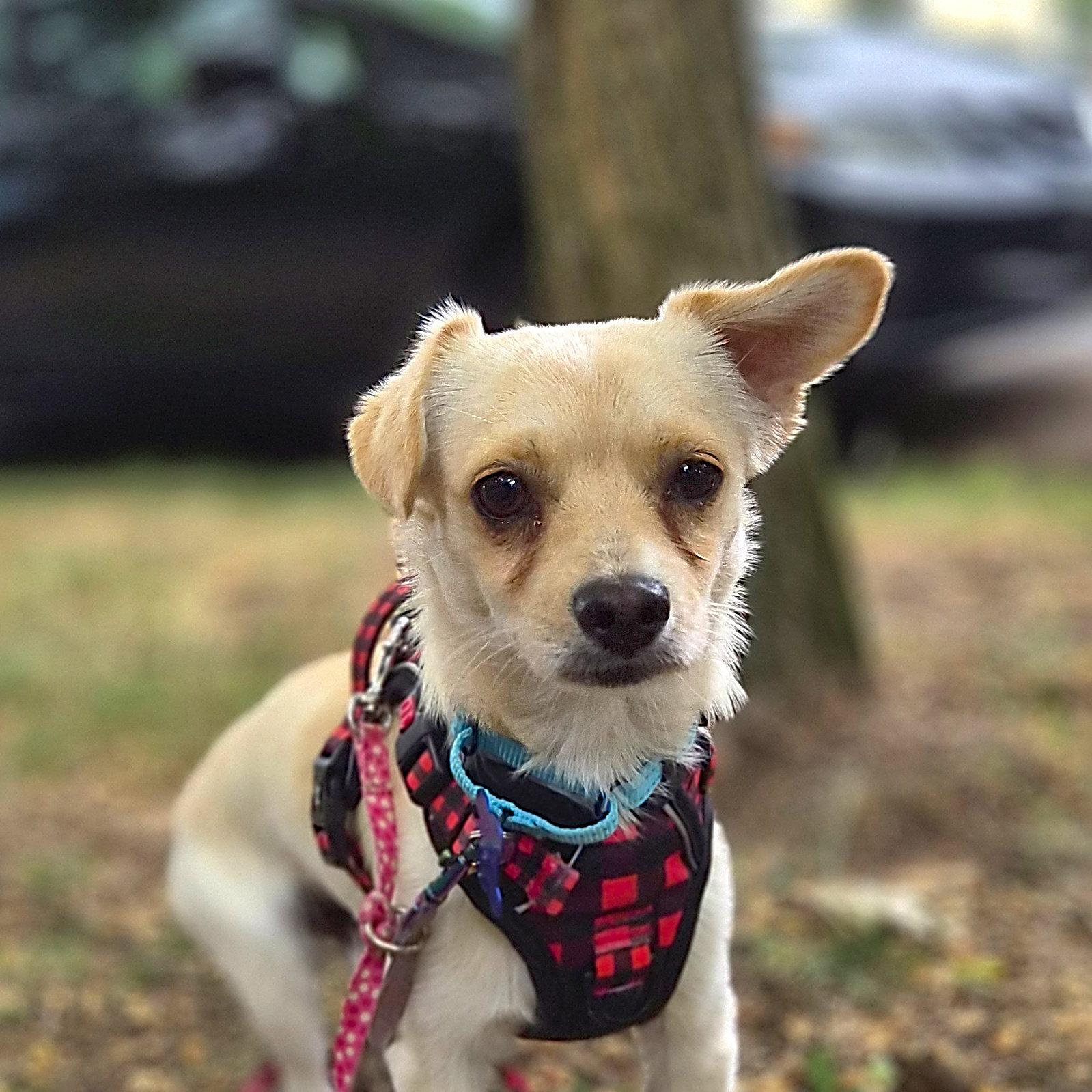Enlarge Trumpet, a Adopted Chihuahua in Bothell, WA image 2/3