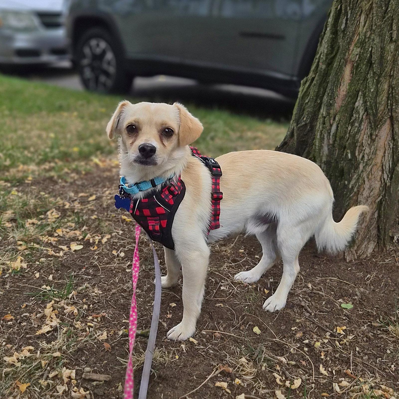 Enlarge Trumpet, a Adopted Chihuahua in Bothell, WA image 3/3