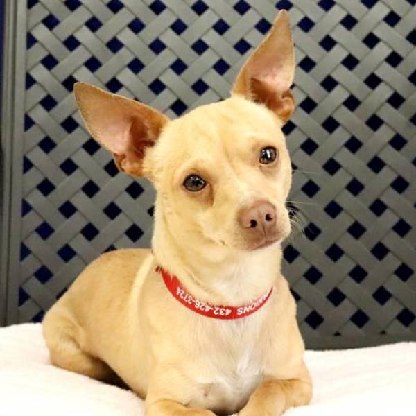 Hatchet, Adoptable, Adult Male Chihuahua.