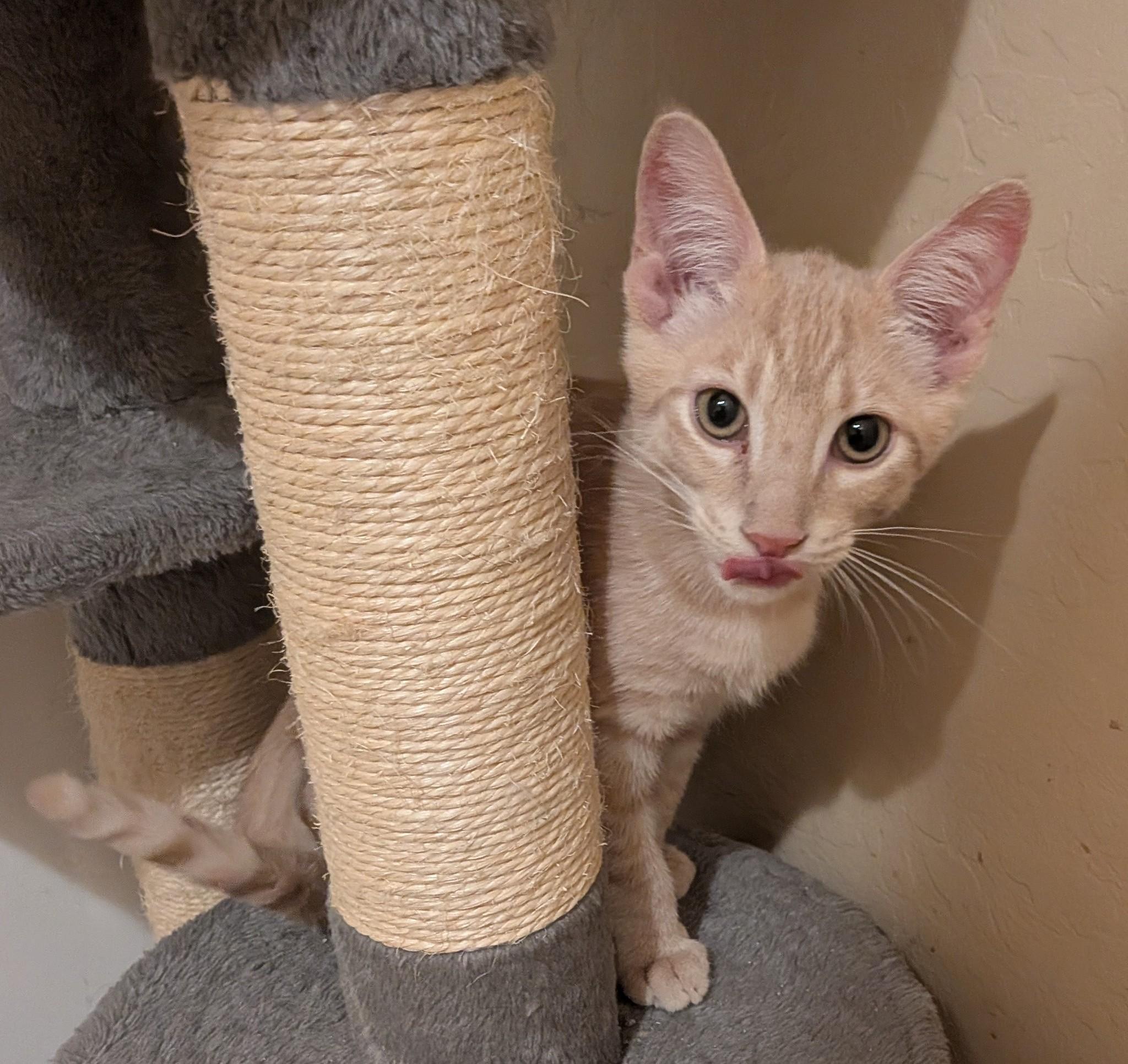 Channing, ADOPTABLE, Kitten Male Domestic Short Hair.