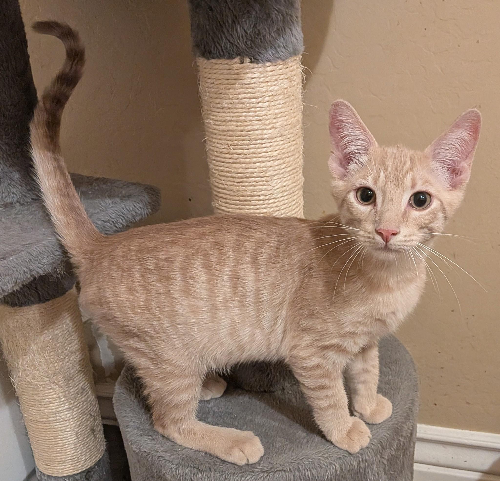 Enlarge Channing, a ADOPTABLE Domestic Short Hair in Queen Creek, AZ image 2/4