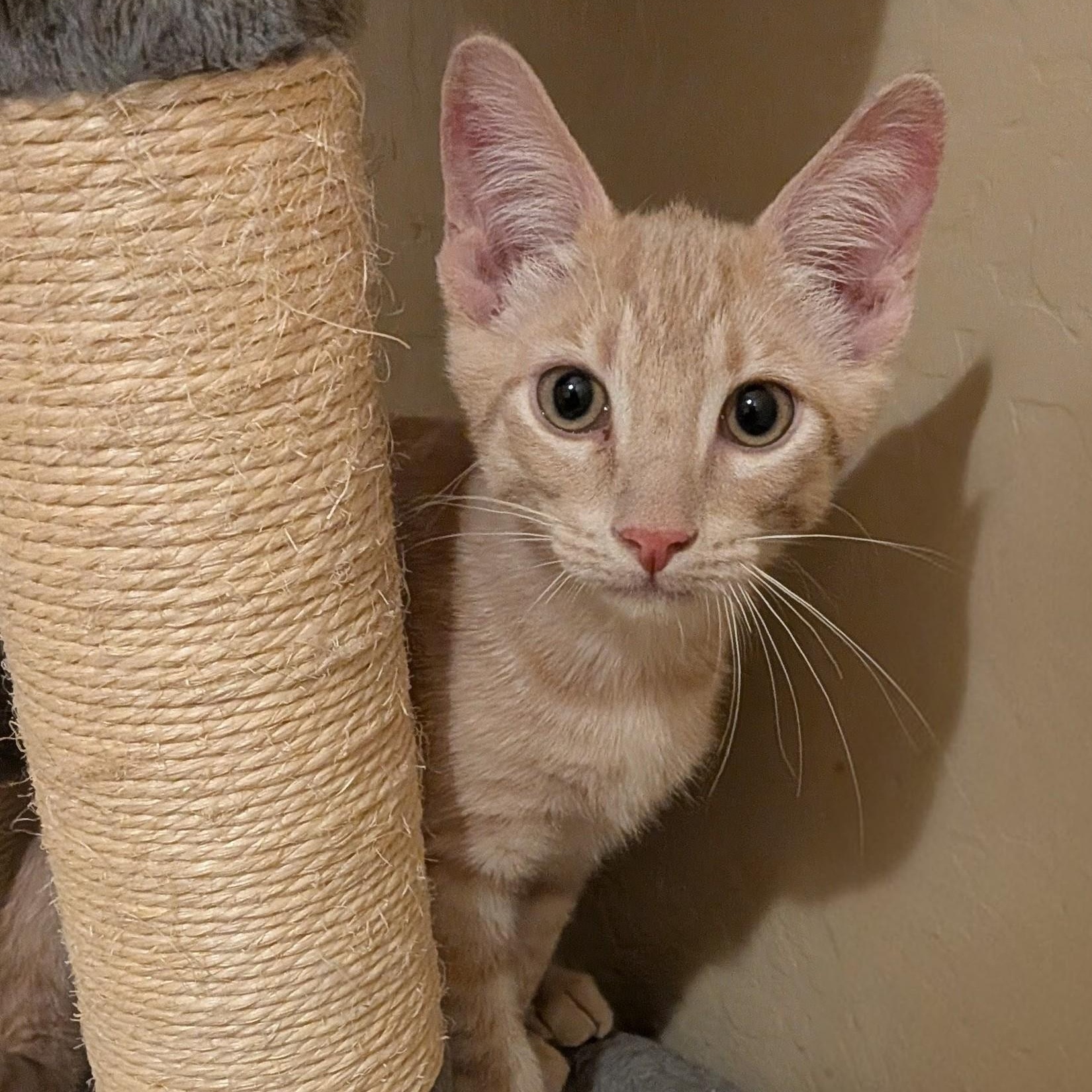 Enlarge Channing, a ADOPTABLE Domestic Short Hair in Queen Creek, AZ image 3/4