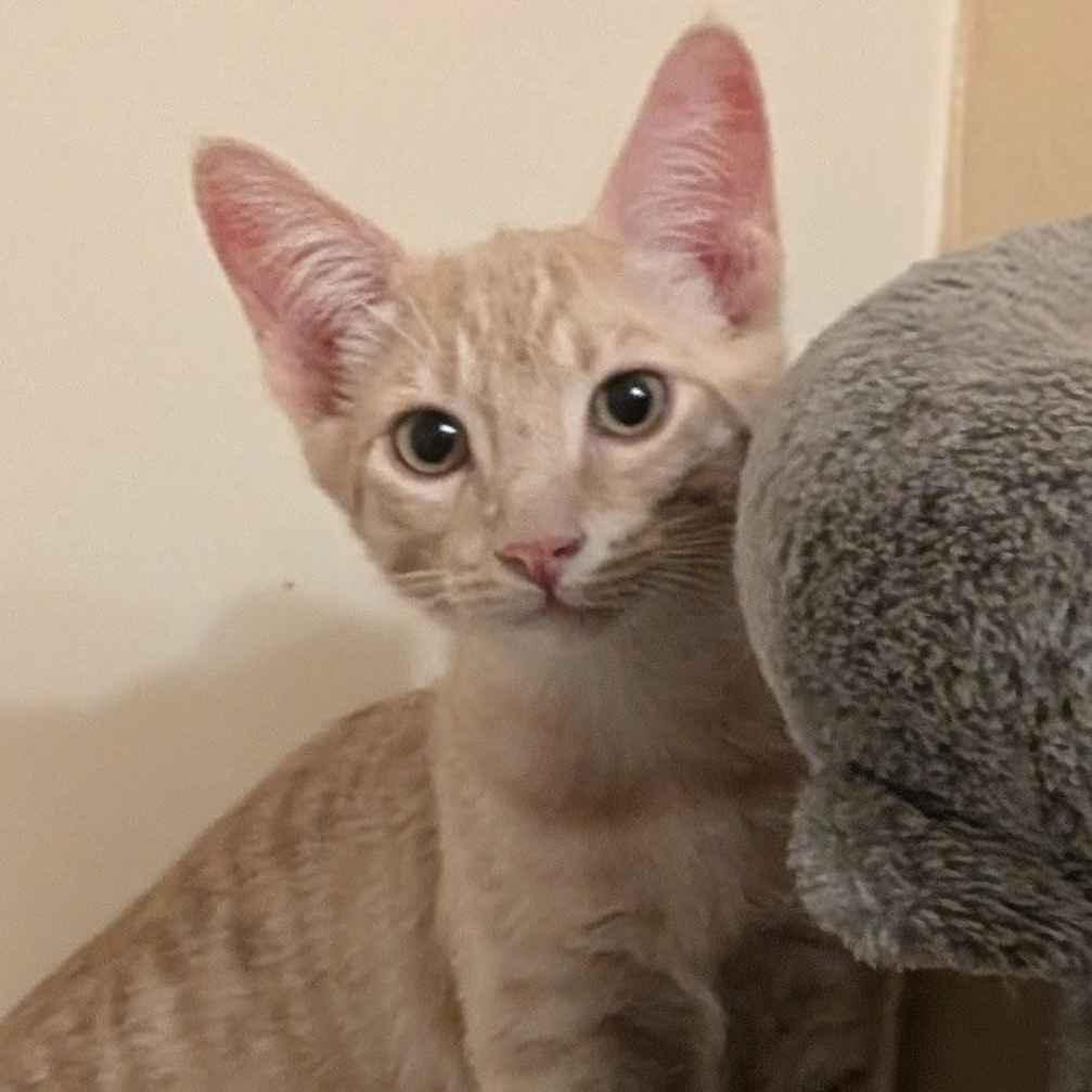 Enlarge Channing, a ADOPTABLE Domestic Short Hair in Queen Creek, AZ image 4/4