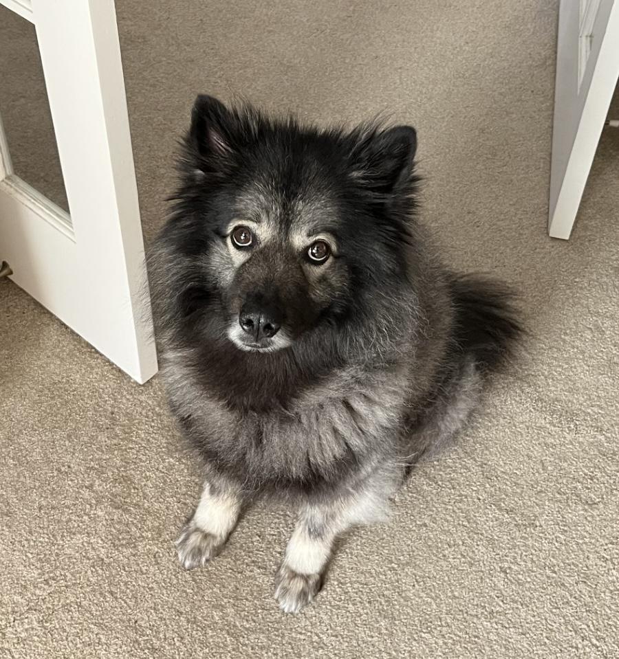 Pepper ADOPTED!, Adopted, Adult Male Keeshond.