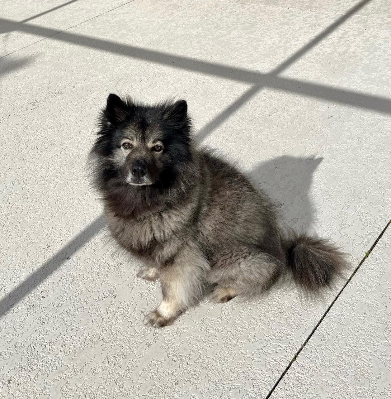 Enlarge Pepper ADOPTED!, a Adopted Keeshond in Jacksonville, FL image 2/2