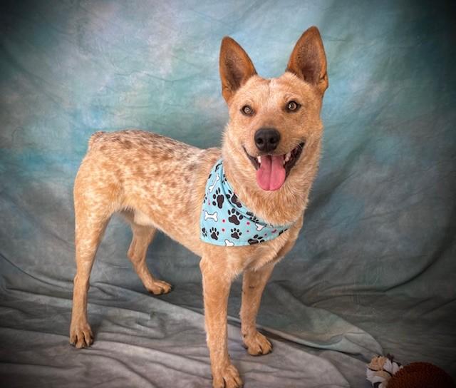 AIDEN, Adoptable, Young Male Australian Cattle Dog / Blue Heeler.