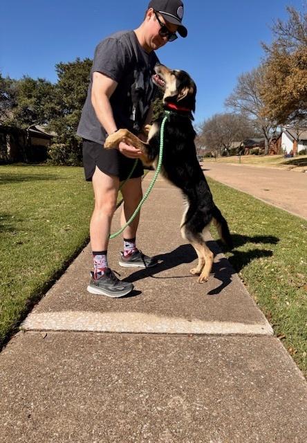 Enlarge Axel, a Adoptable mixed breed in Dallas, TX image 1/5