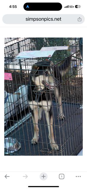 Axel, Adoptable, Young Male Shepherd.