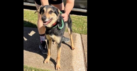 Enlarge Axel, a Adoptable mixed breed in Dallas, TX image 3/5