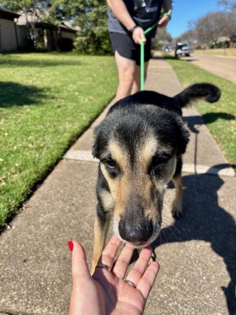 Enlarge Axel, a Adoptable mixed breed in Dallas, TX image 4/5