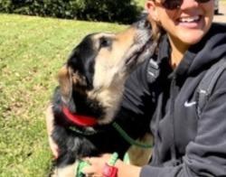 Enlarge Axel, a Adoptable mixed breed in Dallas, TX image 5/5