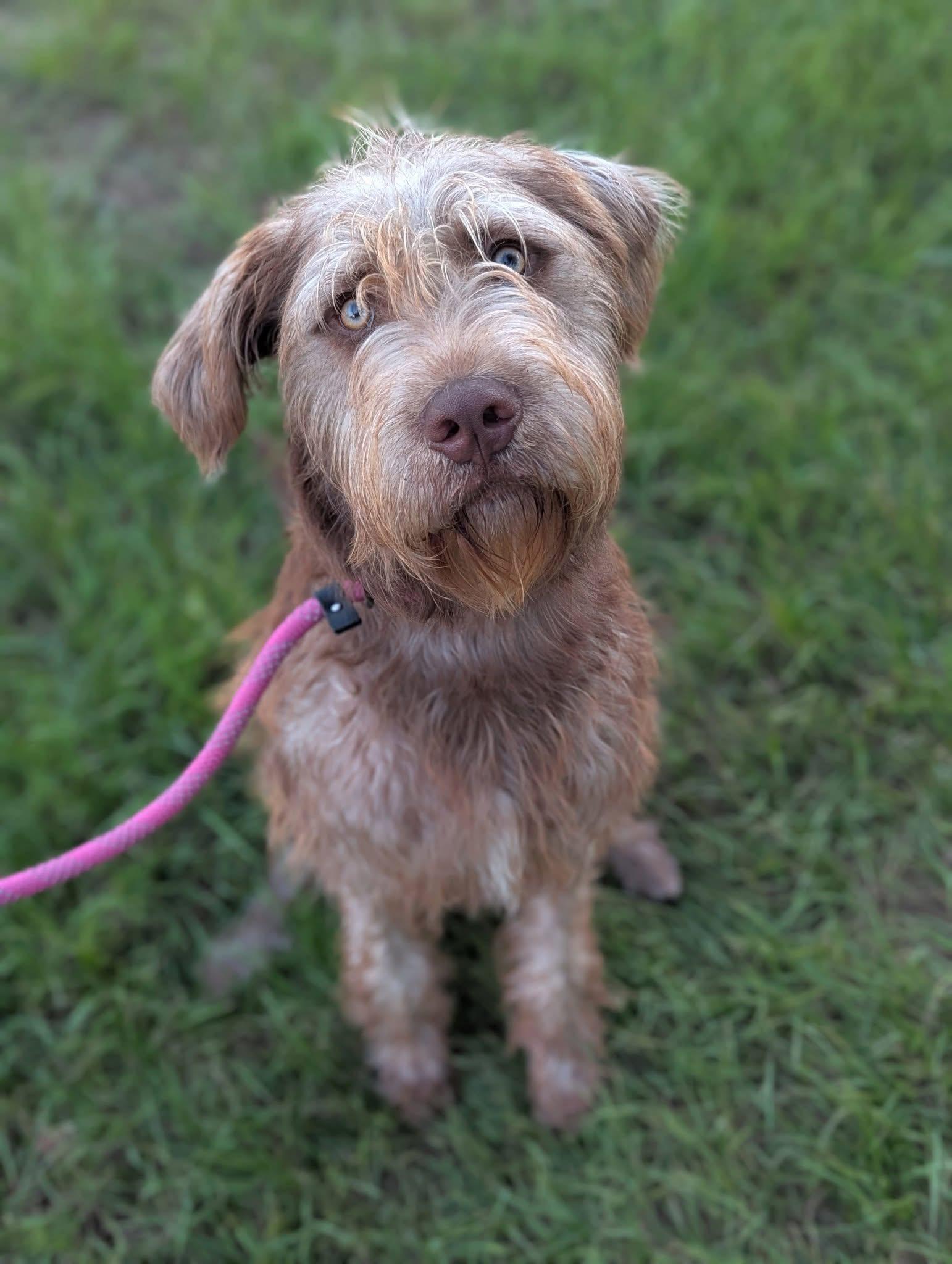 Margo, an adoptable Aussiedoodle in Mendham, NJ, 07945 | Photo Image 3