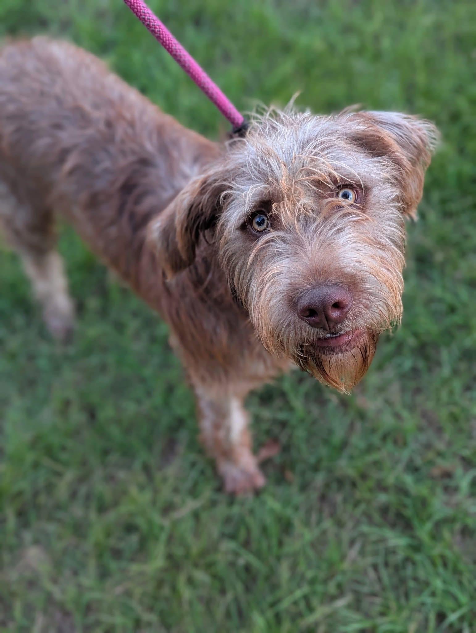 Margo, an adoptable Aussiedoodle in Mendham, NJ, 07945 | Photo Image 1