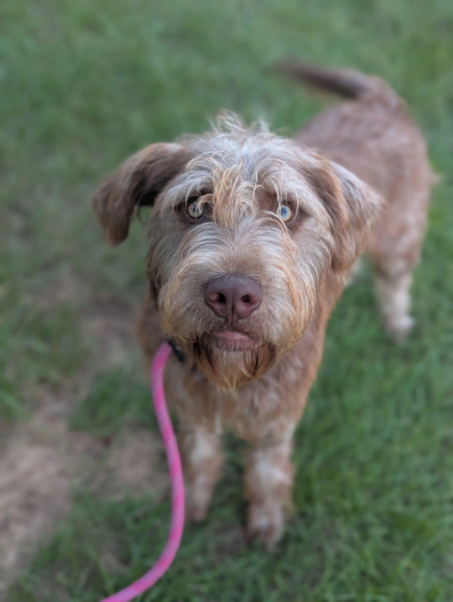 Margo, an adoptable Aussiedoodle in Mendham, NJ, 07945 | Photo Image 2