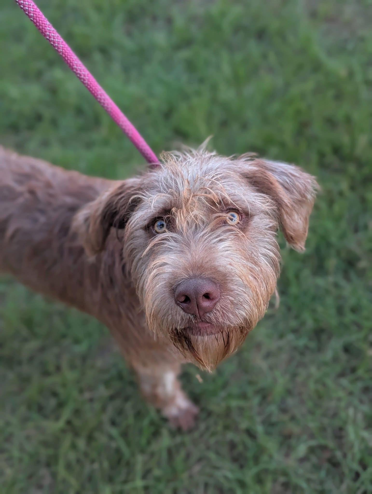 Margo, an adoptable Aussiedoodle in Mendham, NJ, 07945 | Photo Image 4
