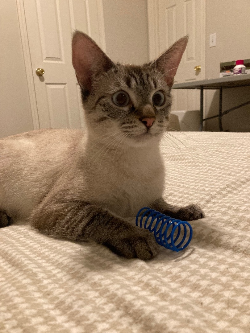 Ambrosia, Adoptable, Adult Female Domestic Short Hair.