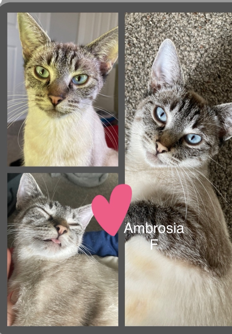Ambrosia, a Adoptable mixed breed in Bend, OR image 2/4