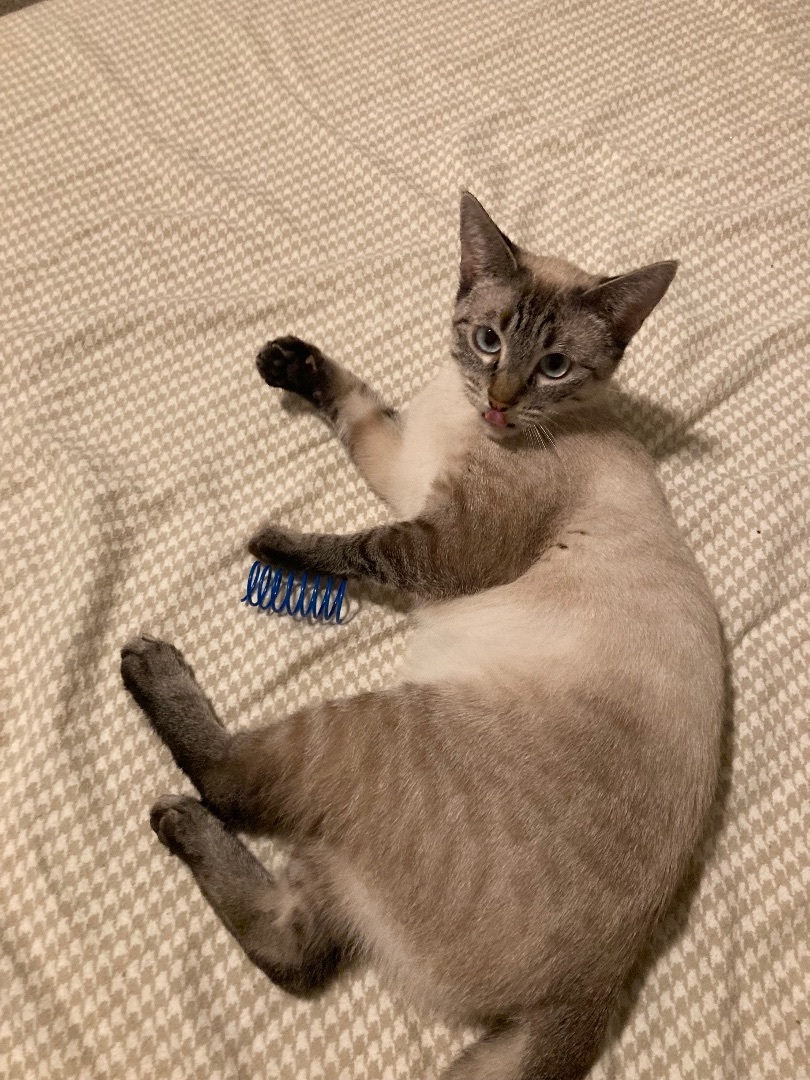 Ambrosia, a Adoptable mixed breed in Bend, OR image 3/4