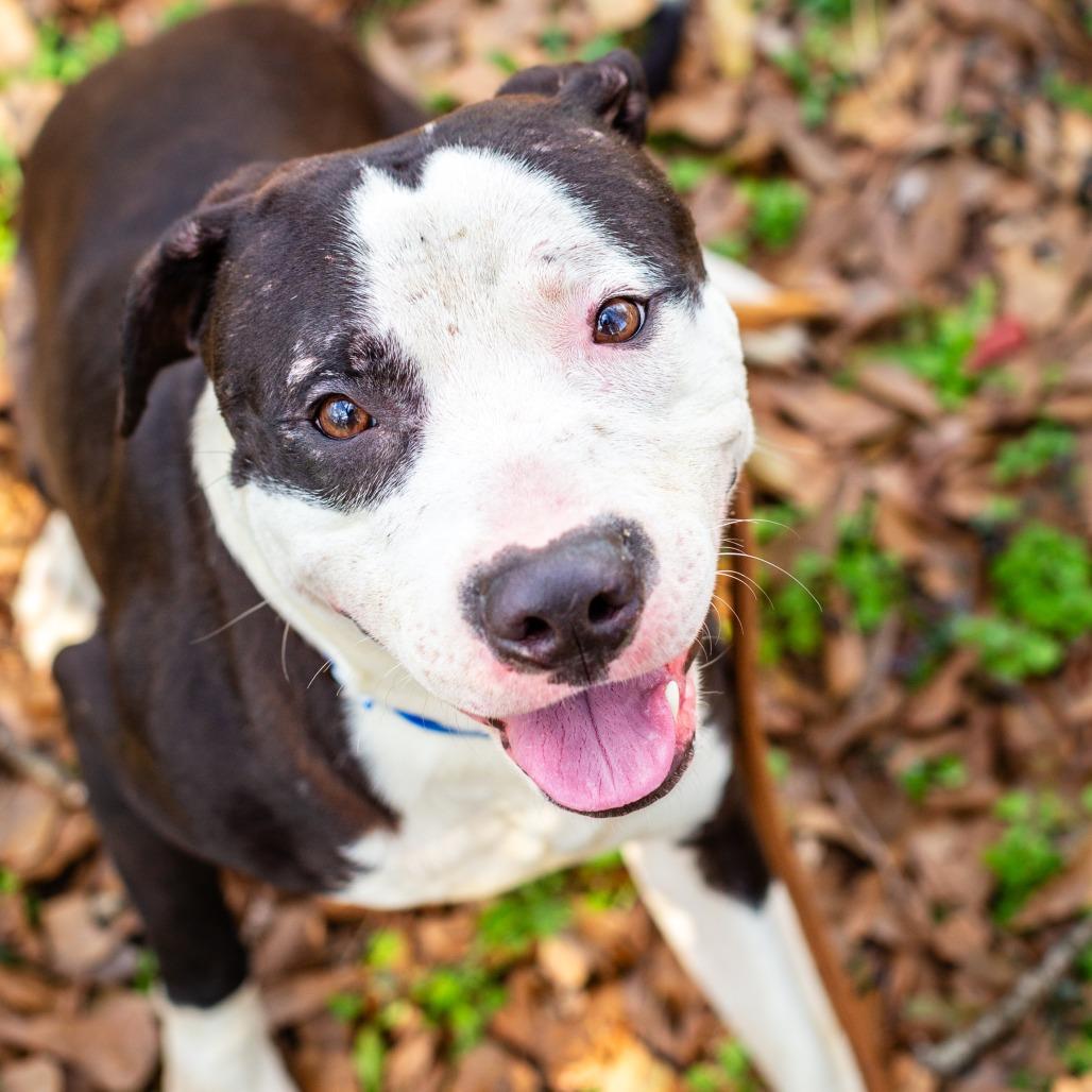 Hank Rutherford Hill, Adoptable, Adult Male American Bulldog.