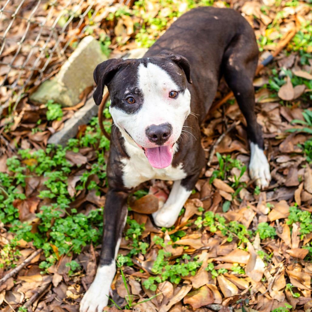 Enlarge Hank Rutherford Hill, a Adoptable mixed breed in Hattiesburg, MS image 2/2