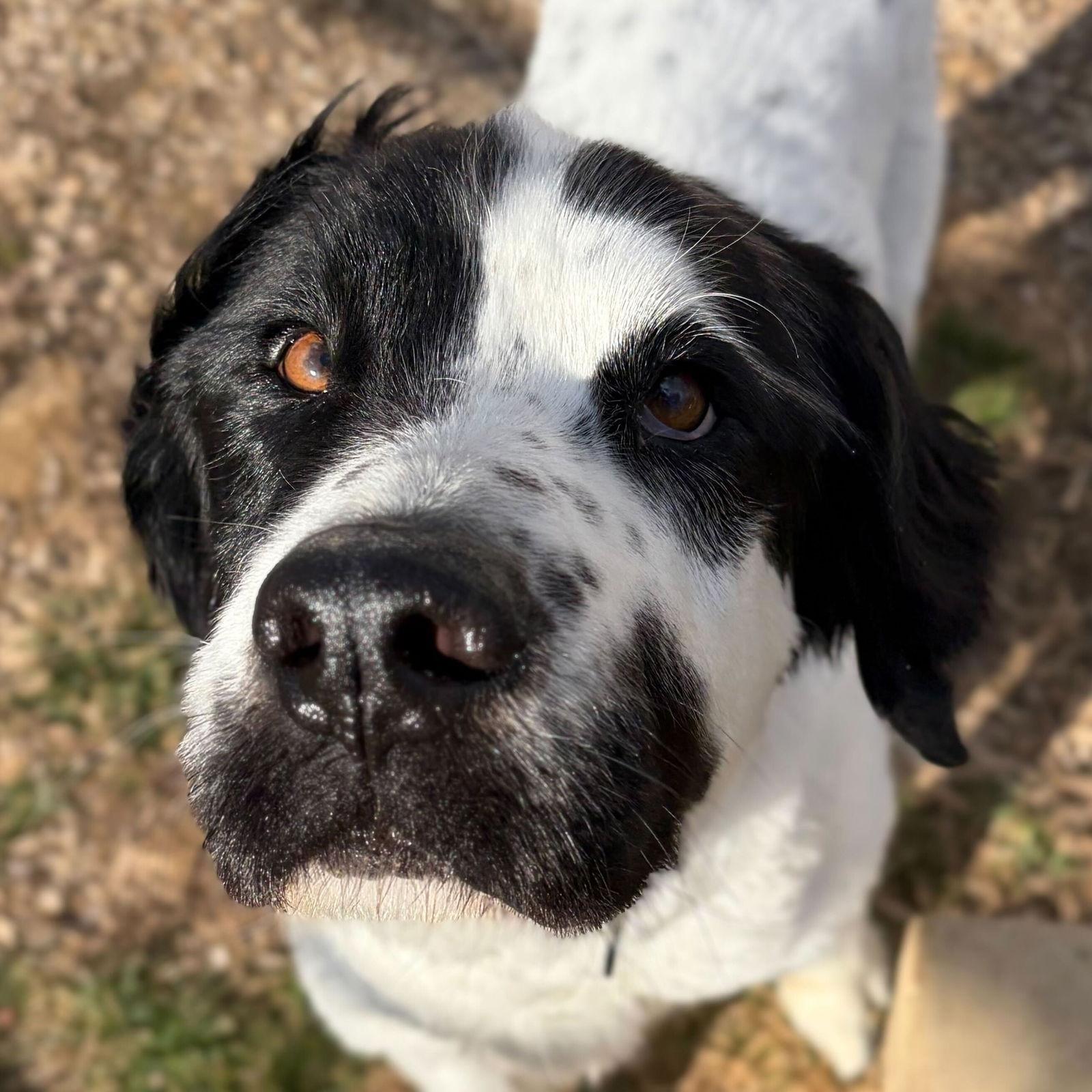 Enlarge Beau , a ADOPTABLE mixed breed in Jefferson, WI image 1/1