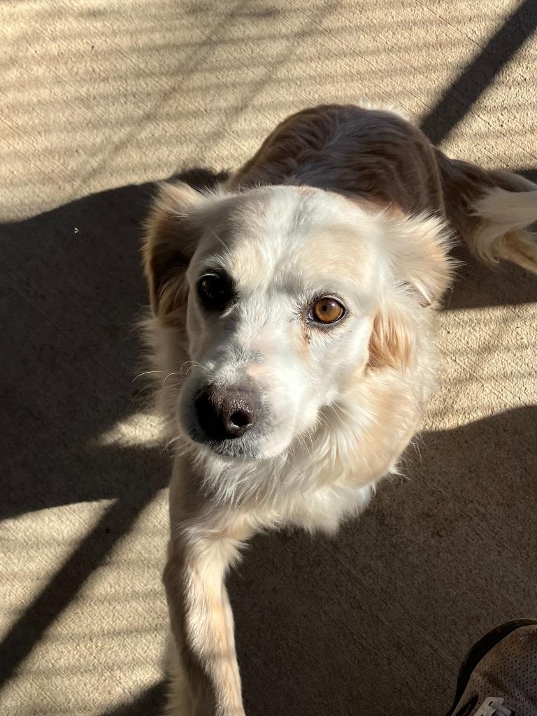 Enlarge Shellee, a Adoptable mixed breed in Batesville, AR image 1/1