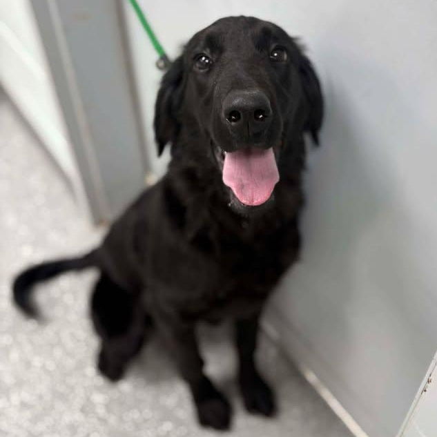 Calliope, ADOPTABLE, Puppy Female Flat-Coated Retriever.