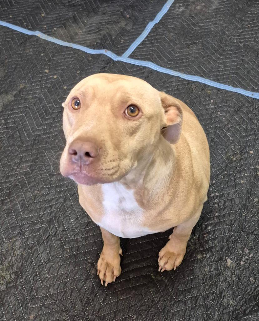 Enlarge Fancy, a Adoptable Staffordshire Bull Terrier in East Ridge, TN image 1/6