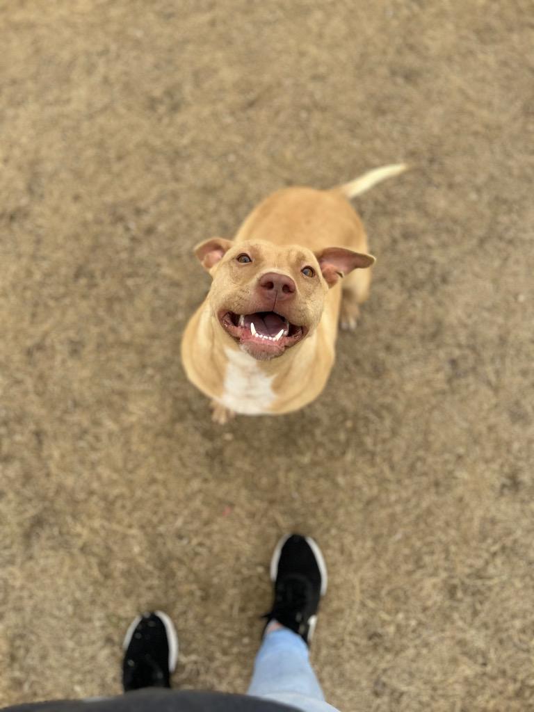 Enlarge Fancy, a Adoptable Staffordshire Bull Terrier in East Ridge, TN image 2/6