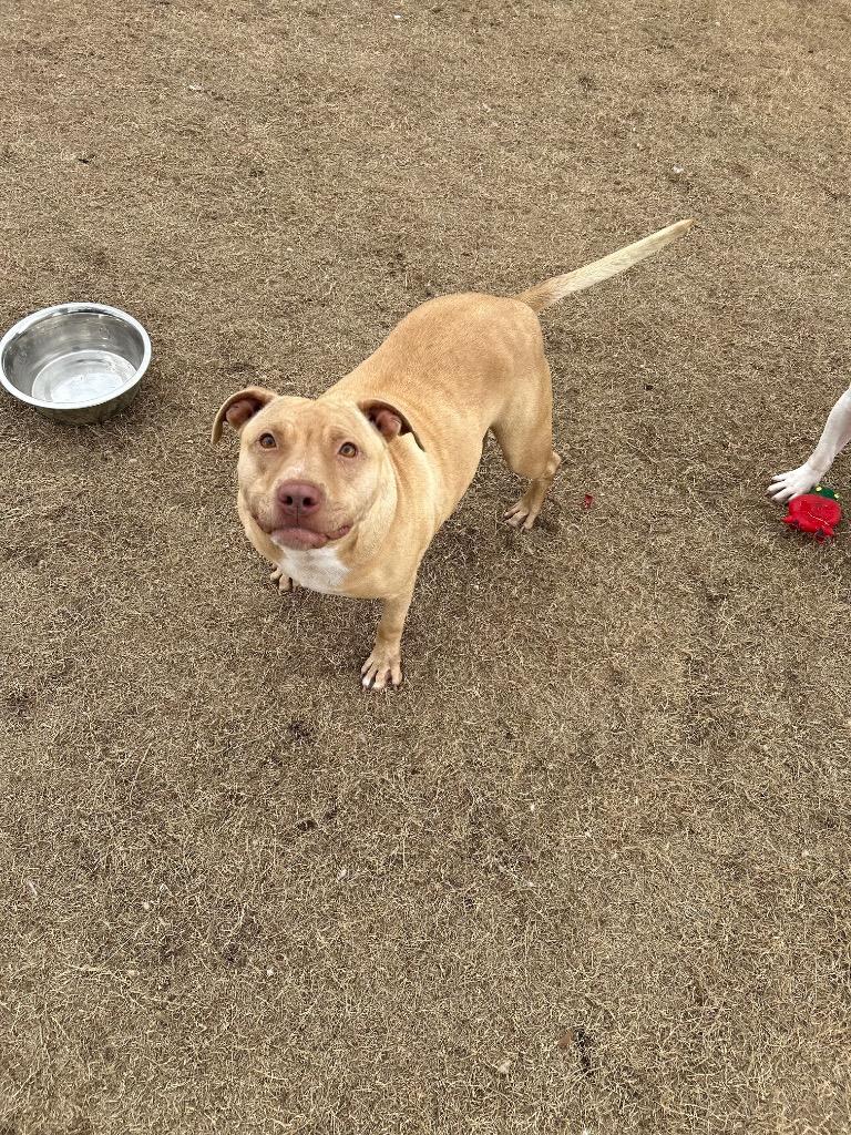 Enlarge Fancy, a Adoptable Staffordshire Bull Terrier in East Ridge, TN image 3/6