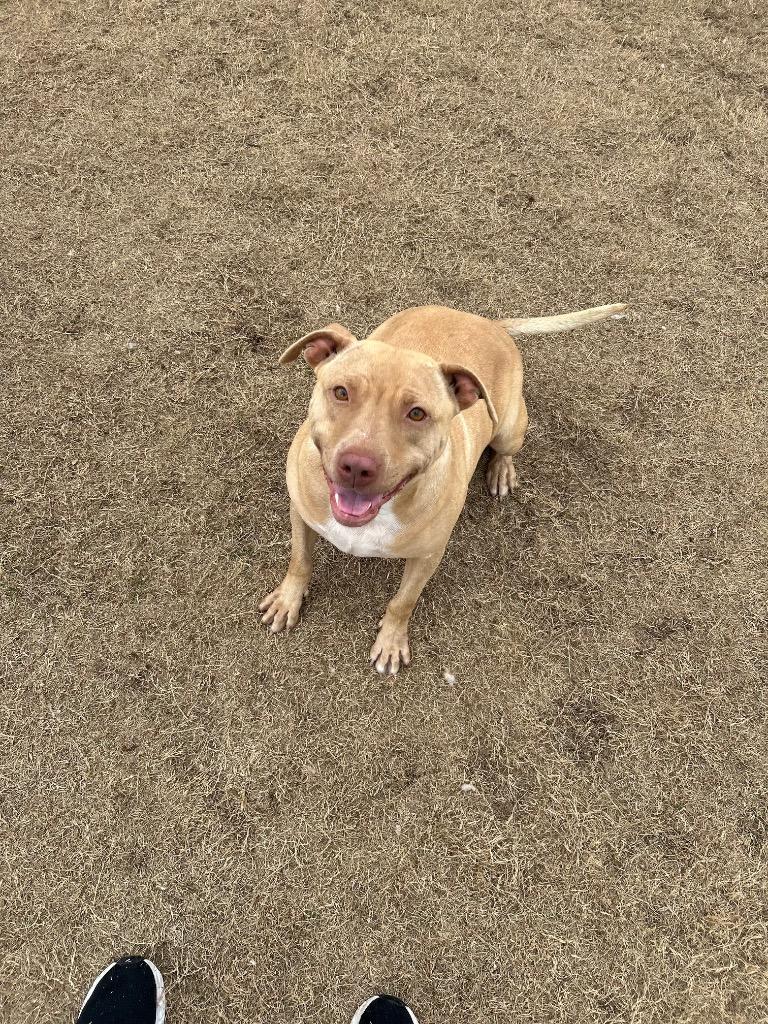 Enlarge Fancy, a Adoptable Staffordshire Bull Terrier in East Ridge, TN image 4/6