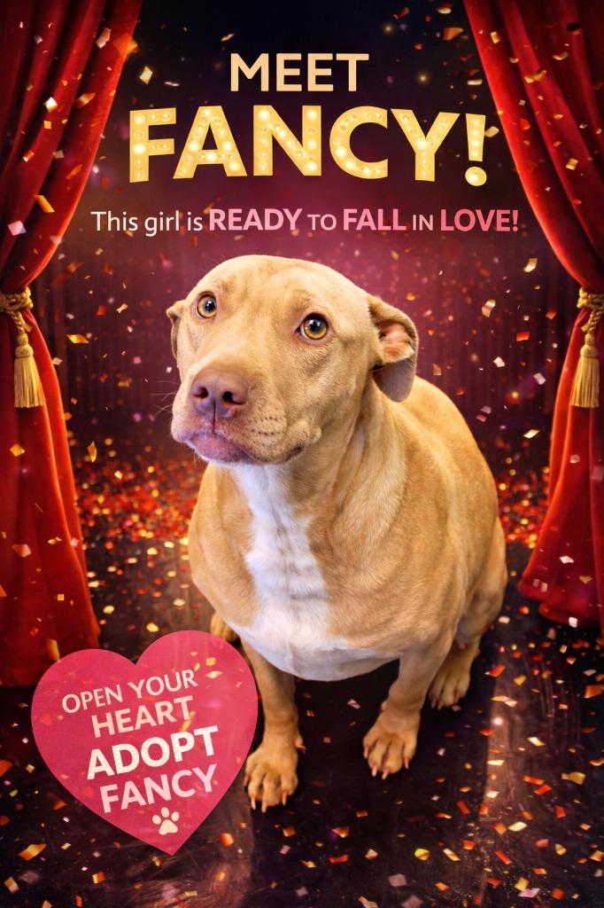 Enlarge Fancy, a Adoptable Staffordshire Bull Terrier in East Ridge, TN image 5/6