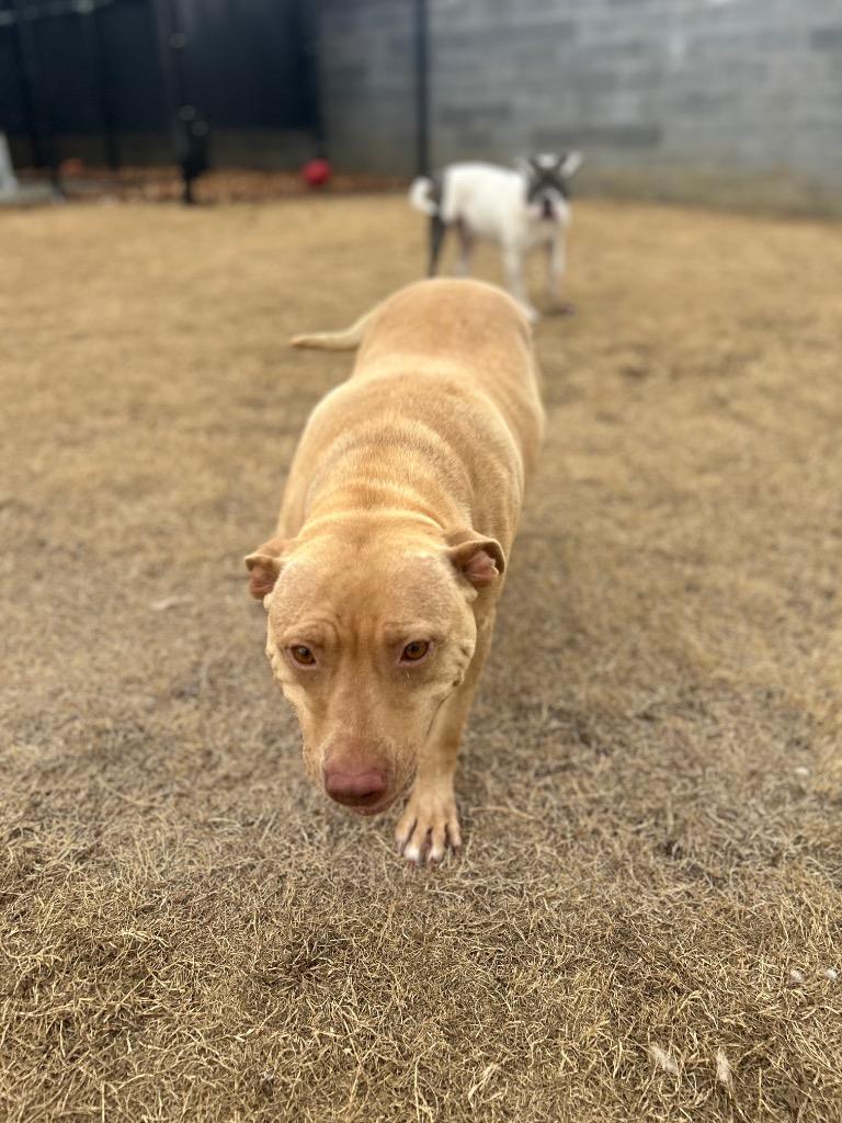 Enlarge Fancy, a Adoptable Staffordshire Bull Terrier in East Ridge, TN image 6/6