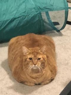Enlarge Sunshine, a ADOPTABLE Domestic Short Hair in Nottingham, MD image 1/1