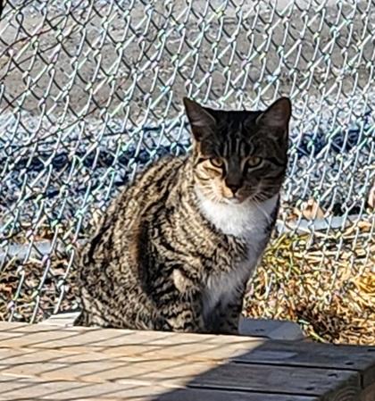 Finley, Adoptable, Adult Female Domestic Short Hair & Domestic Short Hair.