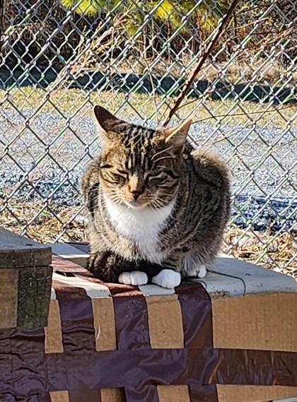 Finley, Adoptable, Adult Female Domestic Short Hair & Domestic Short Hair.