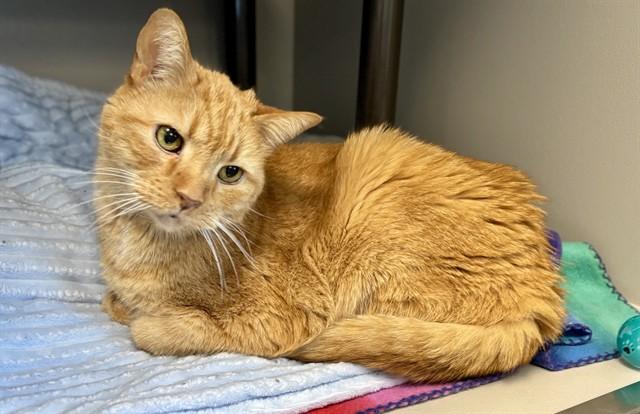 REGAL, Adoptable, Adult Male Domestic Short Hair.