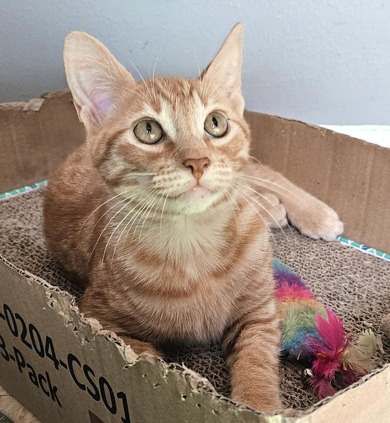 Enlarge Julius - an Outgoing and Social Fun Kitten, a ADOPTABLE Tabby in Metairie, LA image 4/6