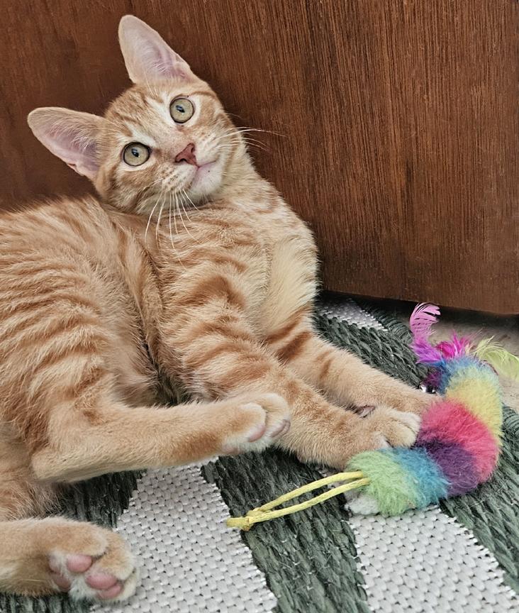 Julius - an Outgoing and Social Fun Kitten, ADOPTABLE, Kitten Male Tabby.